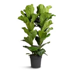 Ficus Lyrata - Fiddle Leaf Fig -Plant potted plants Ficus lyrata Fiddle Leaf Fig 30x140cm 2 stems
