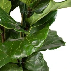 Ficus Lyrata - Fiddle Leaf Fig -Plant potted plants Ficus lyrata Fiddle Leaf Fig 30x140cm 2 stems 3
