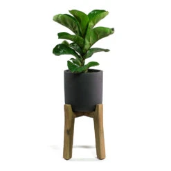 Charlie Plant Pot - Tall Stand - Black Washed -Plant potted plants Ficus lyrata Fiddle Leaf Fig Charlie Plant Pot Tall Stand Black Washed