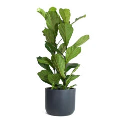Ficus Lyrata - Fiddle Leaf Fig -Plant potted plants Ficus lyrata Fiddle Leaf Fig Ease Cylinder Planter Anthracite