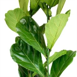 Ficus Lyrata - HydroCare -Plant potted plants Ficus lyrata Fiddle Leaf Fig Leaves b7b8dbd5 239b 4336 ba3b e63dc591822c
