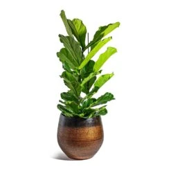 Ficus Lyrata - Fiddle Leaf Fig -Plant potted plants Ficus lyrata Fiddle Leaf Fig Mya Plant Pot Shiny Mocha 42cm