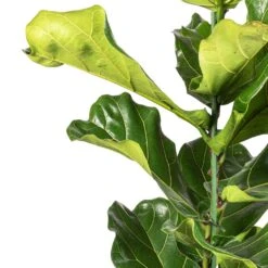 Ficus Lyrata - Fiddle Leaf Fig -Plant potted plants Ficus lyrata Fiddle Leaf Fig SWTACH 2
