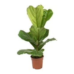 Ficus Lyrata - Fiddle Leaf Fig -Plant potted plants Ficus lyrata Fiddle Leaf Fig Small Single Stem