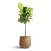 Ficus Lyrata - Fiddle Leaf Fig - Straight Stem -Plant potted plants Ficus lyrata Fiddle Leaf Fig Straight Stem 30x150cm Dune Darcy Planter Almond 41x36cm 7a6b6b67 d15d 464b 8745 7090d63e0842