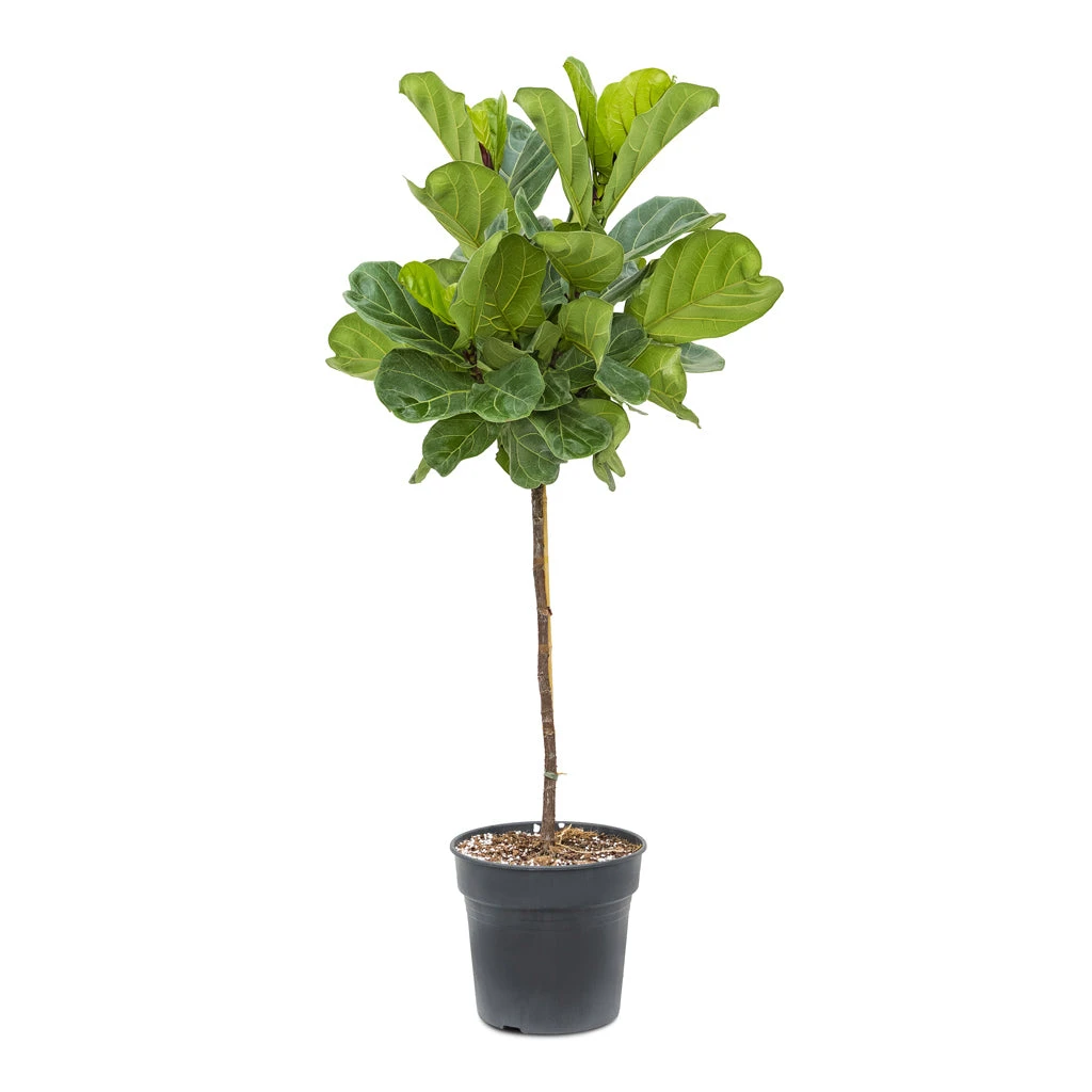 Ficus Lyrata - Fiddle Leaf Fig - Straight Stem 5 Ficus Lyrata - Fiddle Leaf Fig - Straight Stem - Image 3