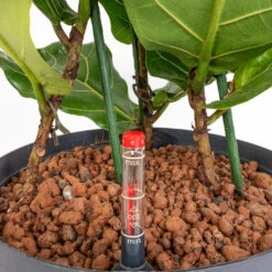 Ficus Lyrata - HydroCare -Plant potted plants Ficus lyrata HydroCare 28 19x120cm 3 Stems