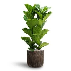 Luxe Lite Waterfall Cylinder Planter - Bronze 22 Luxe Lite Waterfall Cylinder Planter - Bronze -Plant potted plants Ficus lyrata Hydroculture 2 stems Luxe Lite Waterfall Cylinder Planter Bronze 40 x 38cm 8effff35 f782 401c 9158 c06d2ac77648