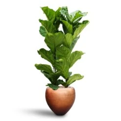 Ficus Lyrata - HydroCare -Plant potted plants Ficus lyrata Hydroculture 2 stems Metallic Couple Plant Pot Matt Copper 50 x 45cm