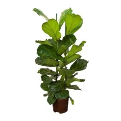 Ficus Lyrata - HydroCare -Plant potted plants Ficus lyrata Hydroculture Indoor Plant 2Stems