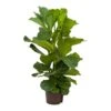 Ficus Lyrata - HydroCare 1 Ficus Lyrata - HydroCare -Plant potted plants Ficus lyrata Hydroculture Indoor Plant 3Stems