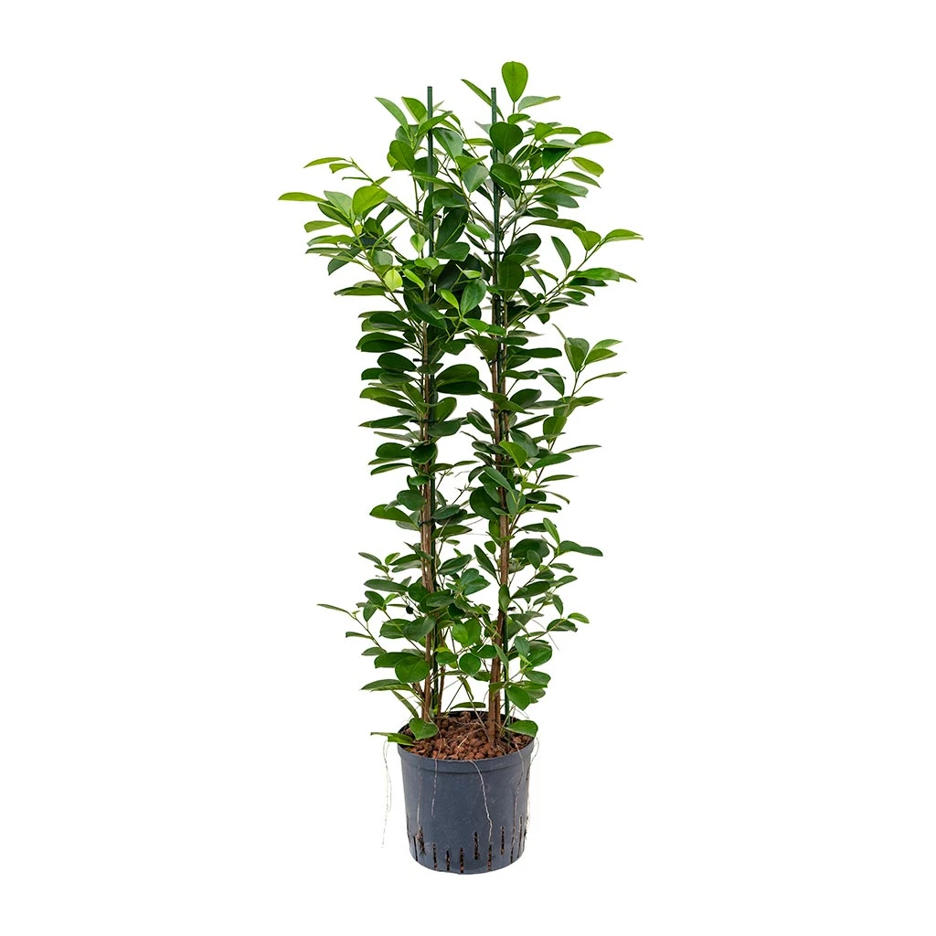 Ficus Moclame - HydroCare 10 Ficus Moclame - HydroCare - Image 8