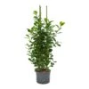 Ficus Moclame - HydroCare
