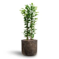 Luxe Lite Waterfall Cylinder Planter - Bronze 36 Luxe Lite Waterfall Cylinder Planter - Bronze -Plant potted plants Ficus moclame Hydroculture Luxe Lite Waterfall Cylinder Planter Bronze 280b81f6 8f12 47a7 a6c7 d762651a2c2b