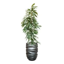 Ficus Amstel King - HydroCare -Plant potted plants FicusAmstelKing Hydroculture GradientLeePartnerPlanter MattGrey