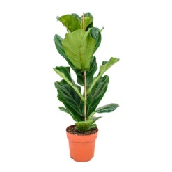 Ficus Lyrata - Fiddle Leaf Fig -Plant potted plants Fiddle Leaf Fig 21x90cm