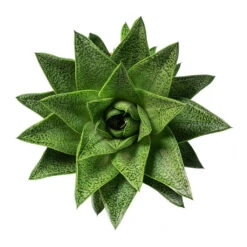 Gasteria D Tiga - Ox Tongue 14 Gasteria D Tiga - Ox Tongue -Plant potted plants Gasteria D Tiga Ox Tongue 10.5cm Above