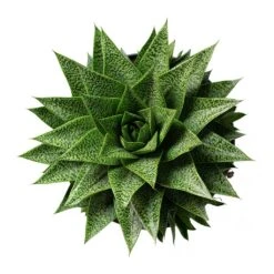 Gasteria D Tiga - Ox Tongue 18 Gasteria D Tiga - Ox Tongue -Plant potted plants Gasteria D Tiga Ox Tongue 17cm Above