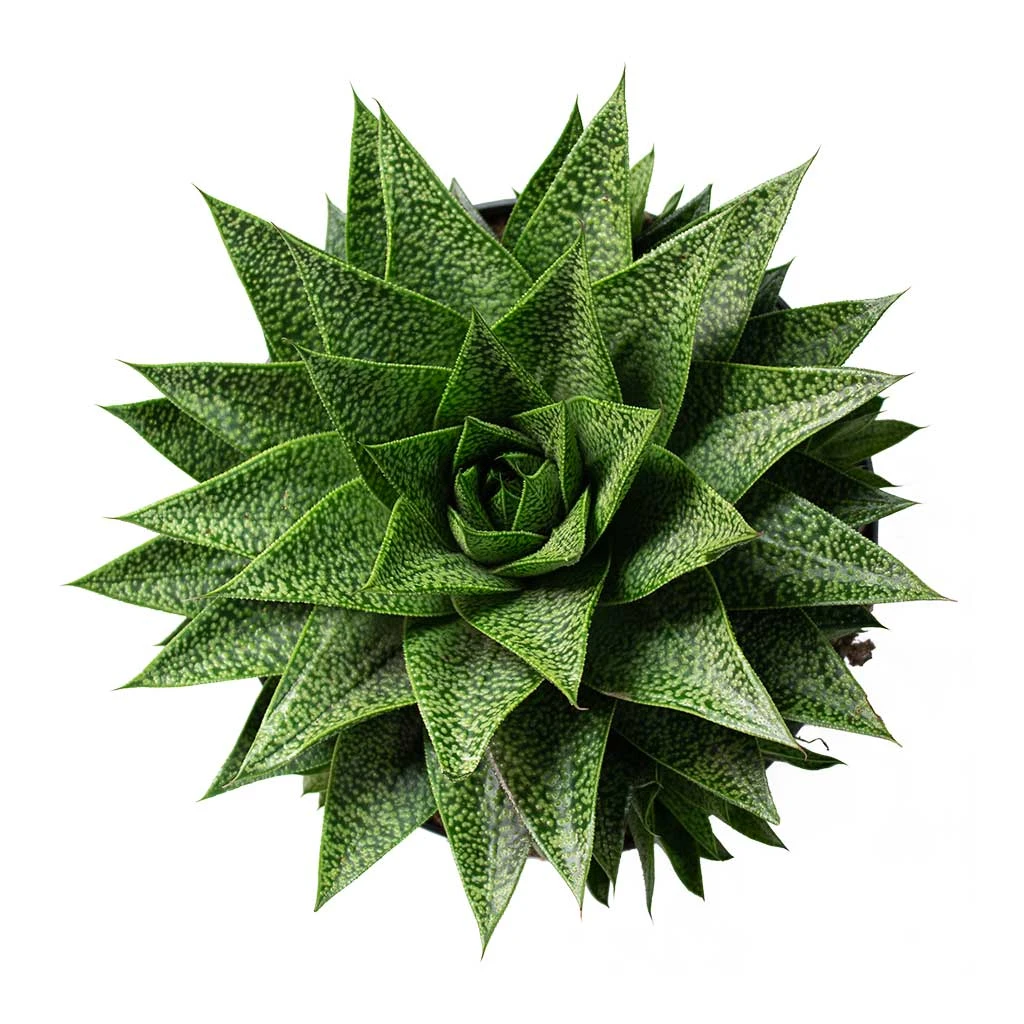 Gasteria D Tiga - Ox Tongue 9 Gasteria D Tiga - Ox Tongue - Image 7