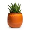 Gasteria D Tiga - Ox Tongue -Plant potted plants Gasteria D Tiga Ox Tongue Houseplant 10.5x15cm Plant Pot Charlotte Orange 15x13cm 851386da 0813 4a72 a597 5cc66f059b1e