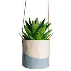 Gasteria D Tiga - Ox Tongue 20 Gasteria D Tiga - Ox Tongue -Plant potted plants Gasteria D Tiga Ox Tongue Houseplant 10.5x15cm Plant Pot Dip Hanging 12x12cm