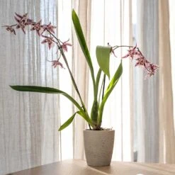 Gerben Plant Pot - Grey Washed -Plant potted plants Gerben Plant Pot Grey Washed Plant Pot Orchid Plant