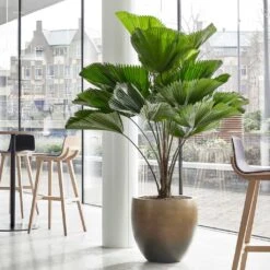 Gradient Balloon Planter - Matt Honey 14 Gradient Balloon Planter - Matt Honey -Plant potted plants Gradient Balloon Planter Matt Honey 1