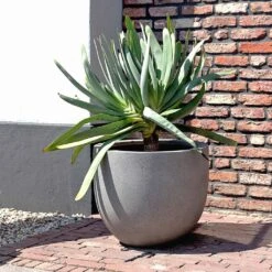 Grigio New Egg Pot Planter - Natural Concrete -Plant potted plants Grigio New Egg Pot Planter Natural Concrete 2