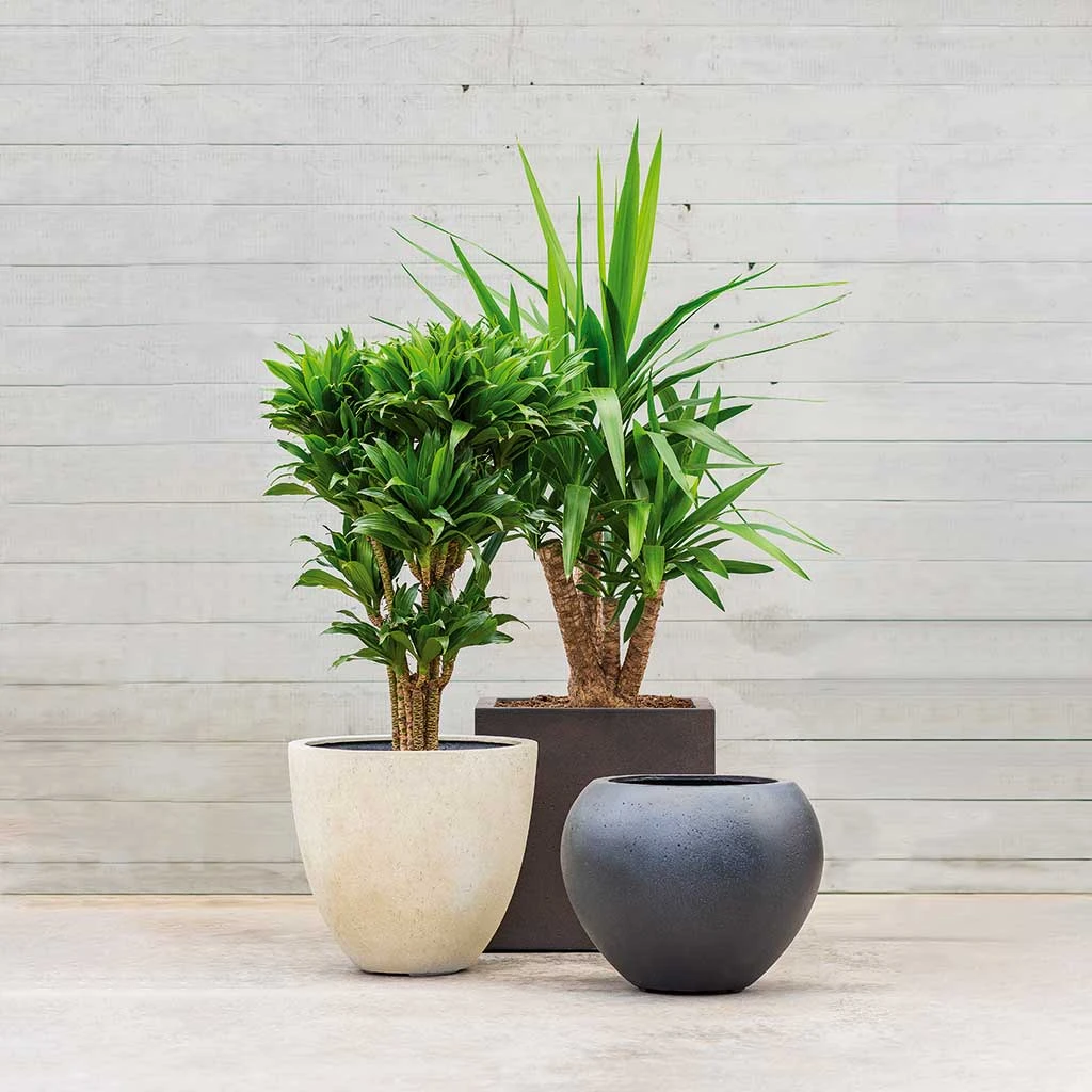 Grigio Egg Pot Planter - Antique White Concrete 6 Grigio Egg Pot Planter - Antique White Concrete - Image 4