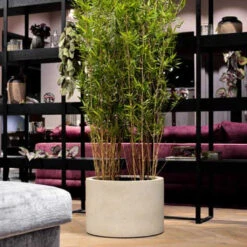 Grigio Cylinder Planter - Antique White Concrete 14 Grigio Cylinder Planter - Antique White Concrete -Plant potted plants GrigioCylinderPlanter AntiqueWhiteConcrete 1