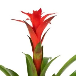 Guzmania Calypso - Starlight Red Bromeliad -Plant potted plants Guzmania Calypso Starlight Red Bromeliad 12x45cm 2