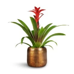 Guzmania Calypso - Starlight Red Bromeliad -Plant potted plants Guzmania Calypso Starlight Red Bromeliad 12x45cm Arwin Metal Plant Pots Set4 Old Camel 1