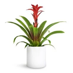 Guzmania Calypso - Starlight Red Bromeliad -Plant potted plants Guzmania Calypso Starlight Red Bromeliad 12x45cm Puk Planter Matt White 15x15cm 1