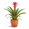 Guzmania Calypso - Starlight Red Bromeliad 2 Guzmania Calypso - Starlight Red Bromeliad -Plant potted plants Guzmania Calypso Starlight Red Bromeliad 12x45cm Sven Plant Pot Mandarin 16x13cm 1