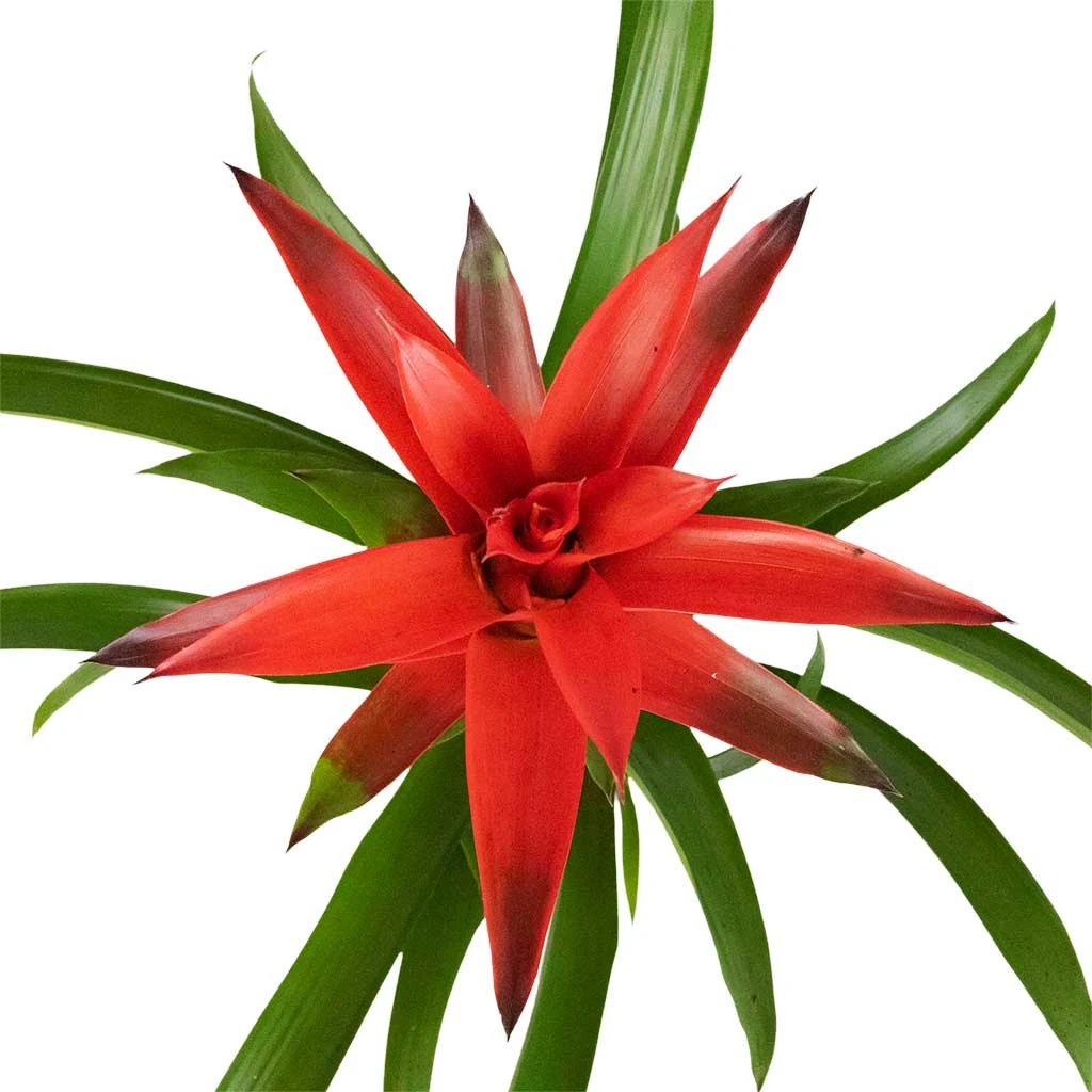 Guzmania Lingulata - Amaretto Red Bromeliad 4 Guzmania Lingulata - Amaretto Red Bromeliad - Image 2
