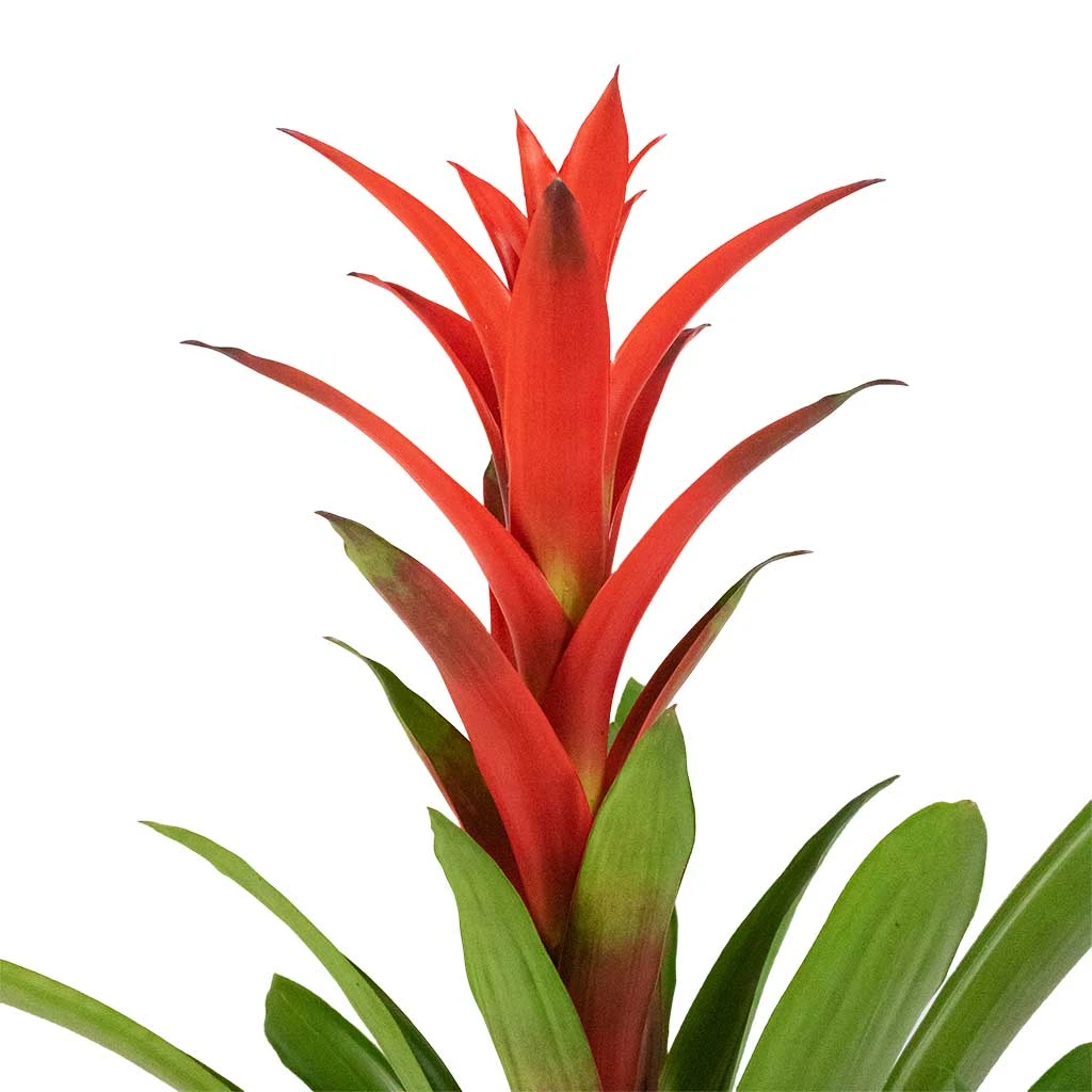 Guzmania Lingulata - Amaretto Red Bromeliad 7 Guzmania Lingulata - Amaretto Red Bromeliad - Image 5