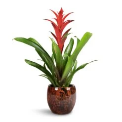 Guzmania Lingulata - Amaretto Red Bromeliad 12 Guzmania Lingulata - Amaretto Red Bromeliad -Plant potted plants Guzmania Lingulata Amaretto Red Bromeliad 13x55cm Kae Plant Pot Cayenne 19x66cm 1