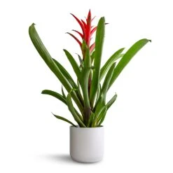 Guzmania Lingulata - Amaretto Red Bromeliad 15 Guzmania Lingulata - Amaretto Red Bromeliad -Plant potted plants Guzmania Lingulata Amaretto Red Bromeliad 13x55cm Lisbon Plant Pot White 15x15cm b0d5521f f9a2 4aa2 9294 bb0e81726156