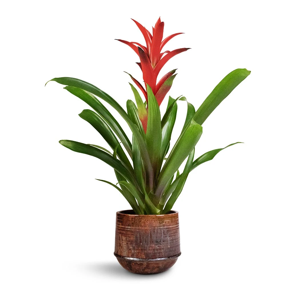 Guzmania Lingulata - Amaretto Red Bromeliad 9 Guzmania Lingulata - Amaretto Red Bromeliad - Image 7