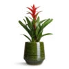 Guzmania Lingulata - Amaretto Red Bromeliad 2 Guzmania Lingulata - Amaretto Red Bromeliad -Plant potted plants Guzmania Lingulata Amaretto Red Bromeliad 13x55cm Remi Plant Pot Green 23x25cm