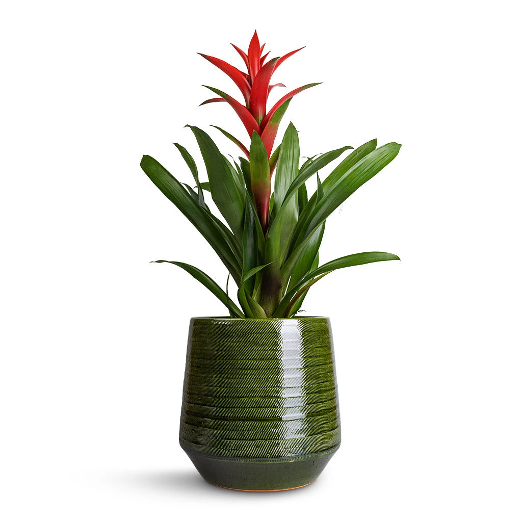 Guzmania Lingulata - Amaretto Red Bromeliad 3 Guzmania Lingulata - Amaretto Red Bromeliad