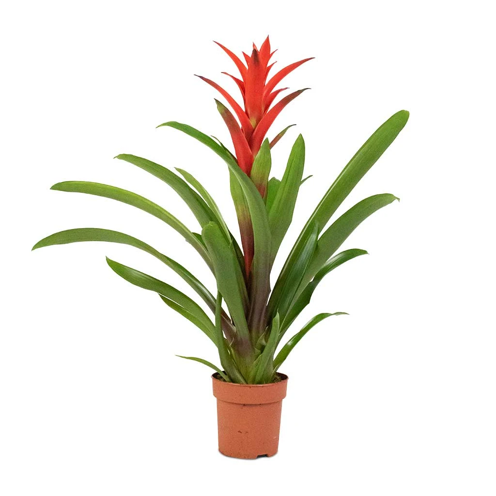 Guzmania Lingulata - Amaretto Red Bromeliad 6 Guzmania Lingulata - Amaretto Red Bromeliad - Image 4