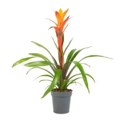Guzmania Variada - Jazz Orange Bromeliad 12 Guzmania Variada - Jazz Orange Bromeliad -Plant potted plants Guzmania Variada Jazz Orange Bromeliad 13x55cm 1
