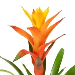 Guzmania Variada - Jazz Orange Bromeliad 14 Guzmania Variada - Jazz Orange Bromeliad -Plant potted plants Guzmania Variada Jazz Orange Bromeliad 13x55cm 2
