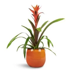 Charlotte Plant Pot - Orange -Plant potted plants Guzmania Variada Jazz Orange Bromeliad 13x55cm Charlotte Plant Pot Orange 19x16cm 1 f30724a3 fc9a 400c 86b4 c2dfb7b290e2
