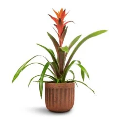 Guzmania Variada - Jazz Orange Bromeliad 13 Guzmania Variada - Jazz Orange Bromeliad -Plant potted plants Guzmania Variada Jazz Orange Bromeliad 13x55cm Duncan Plant Pot Rust 17x16cm 1