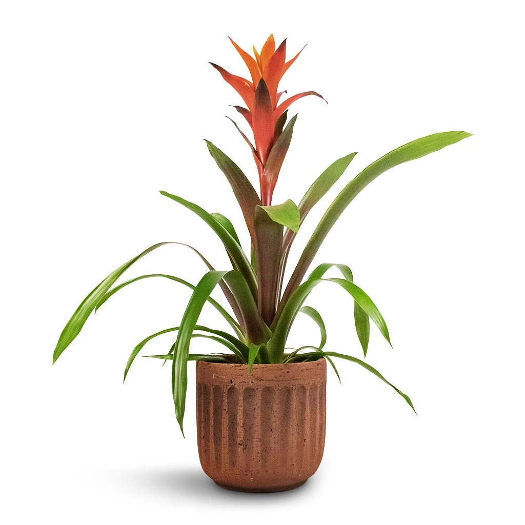 Guzmania Variada - Jazz Orange Bromeliad 6 Guzmania Variada - Jazz Orange Bromeliad - Image 4