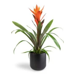 Guzmania Variada - Jazz Orange Bromeliad 16 Guzmania Variada - Jazz Orange Bromeliad -Plant potted plants Guzmania Variada Jazz Orange Bromeliad 13x55cm Lisbon Plant Pot Anthracite 15x15cm