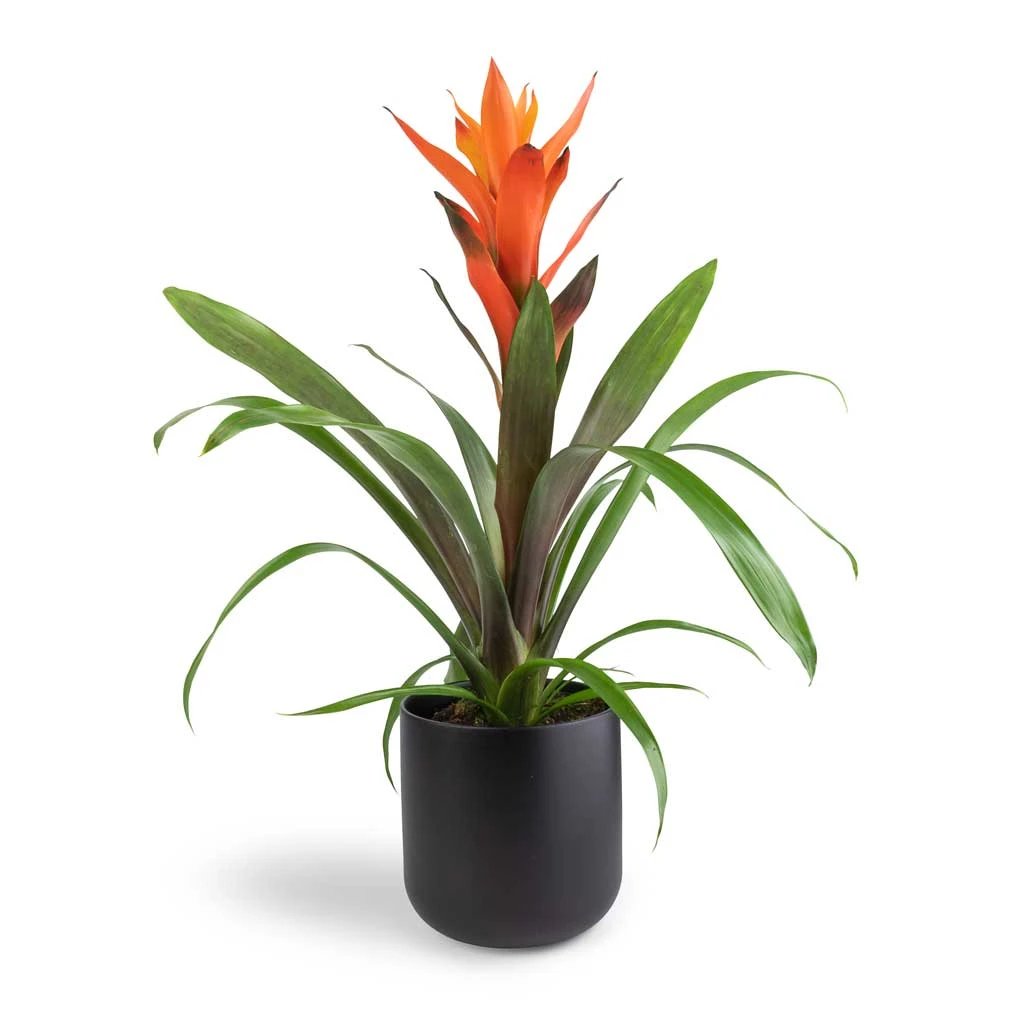Guzmania Variada - Jazz Orange Bromeliad 9 Guzmania Variada - Jazz Orange Bromeliad - Image 7