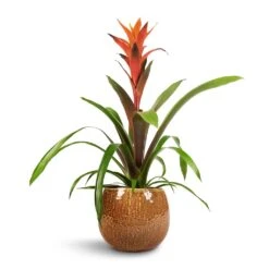 Guzmania Variada - Jazz Orange Bromeliad 15 Guzmania Variada - Jazz Orange Bromeliad -Plant potted plants Guzmania Variada Jazz Orange Bromeliad 13x55cm Mischa Plant Pot Caramel 19x16cm 1